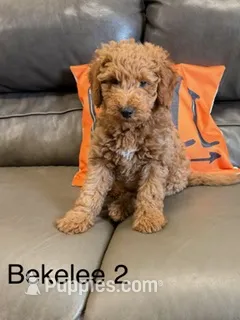 Bekelee male 2 – Miniature Goldendoodle puppy for sale in La Center, KY