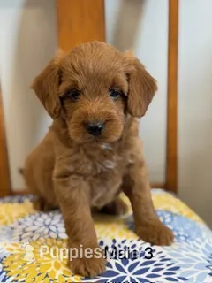 Bekelee male 3 – Miniature Goldendoodle puppy for sale in La Center, KY