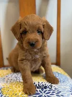 Bekelee male 3, a male Miniature Goldendoodle for sale in La Center, KY – 1 of 3