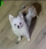 Akc Tiny Gidget, a female Pomeranian for sale in Albany, GA – 3 of 4
