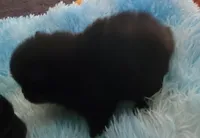 Champ, a male Pomeranian for sale in Albany, GA – 2 of 4