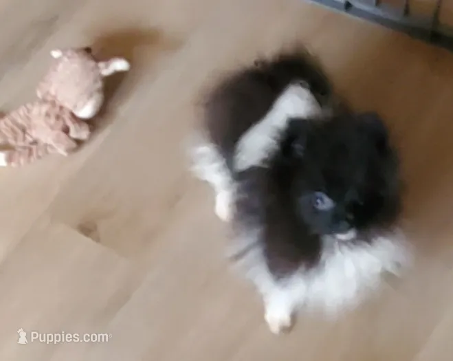 Ckc Oreo  – Pomeranian puppy for sale in Albany, GA