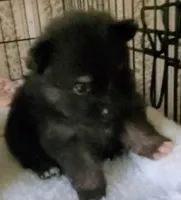 Star, a male Pomeranian for sale in Albany, GA – 2 of 3