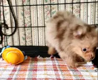Akc Coco Merle, a male Pomeranian for sale in Albany, GA – 3 of 3