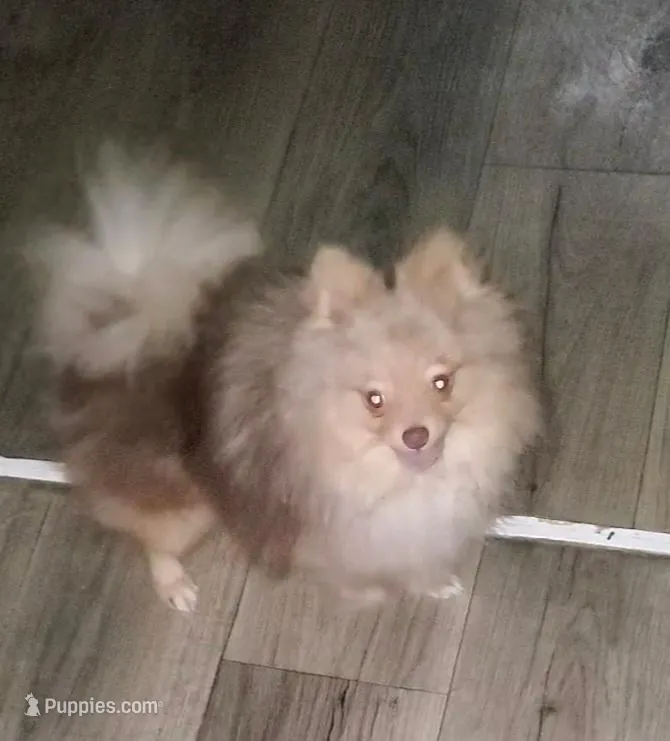 Akc Snickers choc merle Male