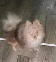 Akc Snickers choc merle Male, a male Pomeranian for sale in Albany, GA – Photo 1 of 2