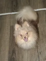 Akc Snickers choc merle Male, a male Pomeranian for sale in Albany, GA – Photo 2 of 2