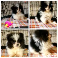 Akc Very Little Girl, a female Pomeranian for sale in Albany, GA – 4 of 4