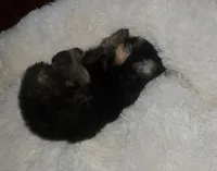 Akc Summer's Male , a male Pomeranian for sale in Albany, GA – Photo 3 of 4