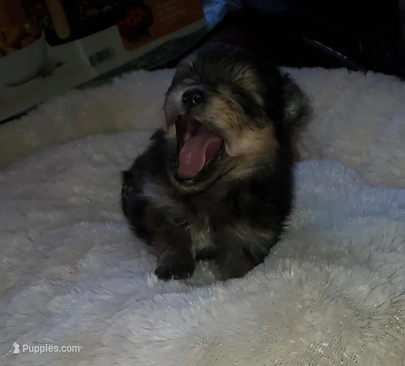 Akc Summer's Tiny Male  – Pomeranian puppy for sale in Albany, GA