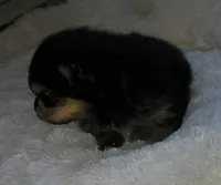 Akc Summer's Male , a male Pomeranian for sale in Albany, GA – Photo 1 of 4