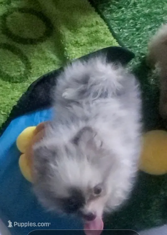 Ckc Chip Blu Merle  – Pomeranian puppy for sale in Albany, GA