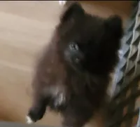 Akc Midnight , a male Pomeranian for sale in Albany, GA – 1 of 1