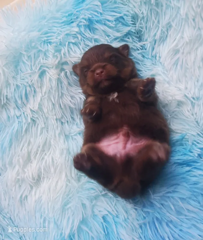 Akc Coco – Pomeranian puppy for sale in Albany, GA