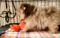 Akc Coco Merle, a male Pomeranian for sale in Albany, GA – 2 of 3