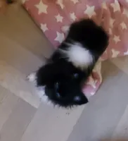 Ckc Oreo , a male Pomeranian for sale in Albany, GA – 3 of 4