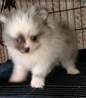 Ckc Chip Blu Merle , a male Pomeranian for sale in Albany, GA – 2 of 3