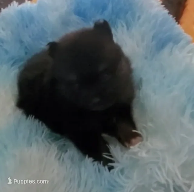 Star – Pomeranian puppy for sale in Albany, GA