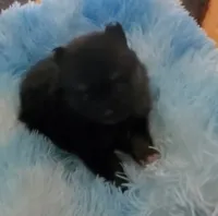 Star, a male Pomeranian for sale in Albany, GA – 1 of 3