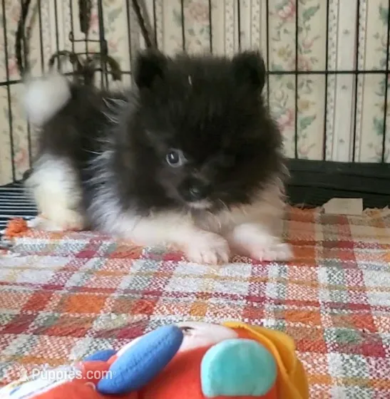 Ckc Tiny Tim – Pomeranian puppy for sale in Albany, GA