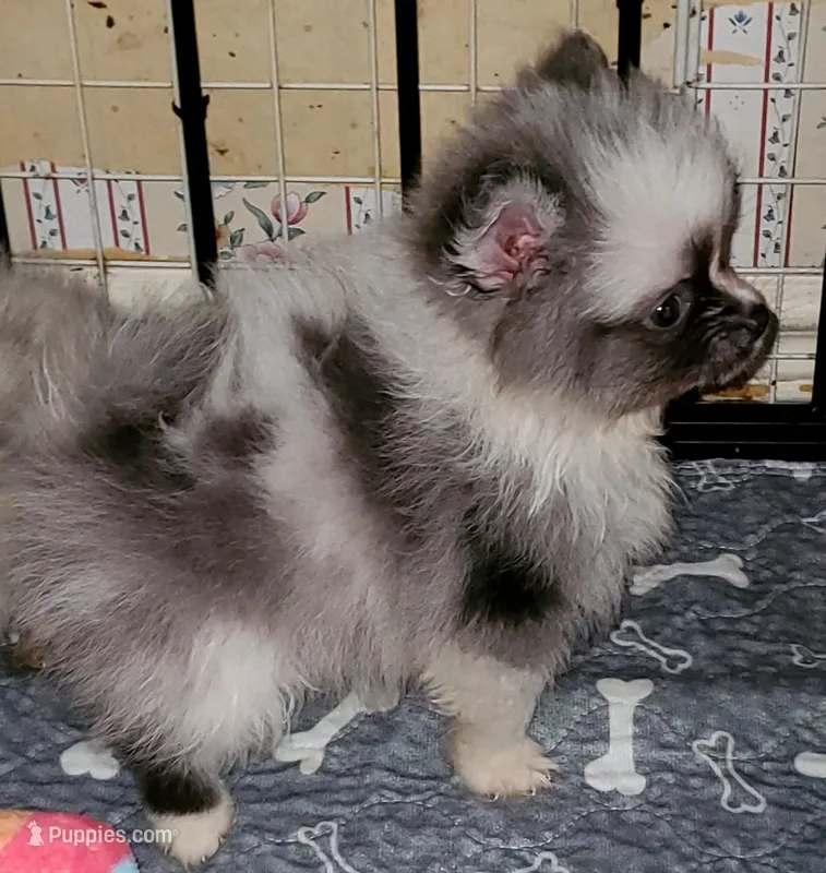 Ckc Chip Blu Merle  – Pomeranian puppy for sale in Albany, GA