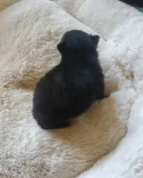 Ckc Ga Tiny girl, a female Pomeranian for sale in Albany, GA – Photo 3 of 3