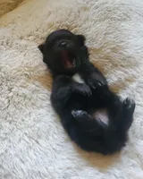 Ckc Ga Tiny girl, a female Pomeranian for sale in Albany, GA – Photo 2 of 3