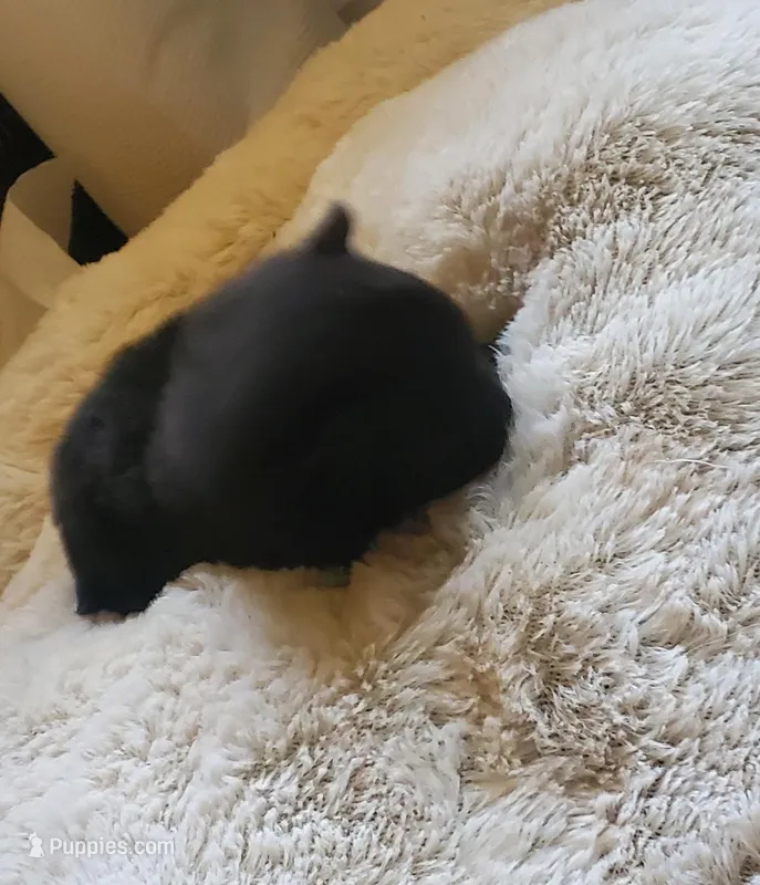 Ckc Ga Tiny girl – Pomeranian puppy for sale in Albany, GA