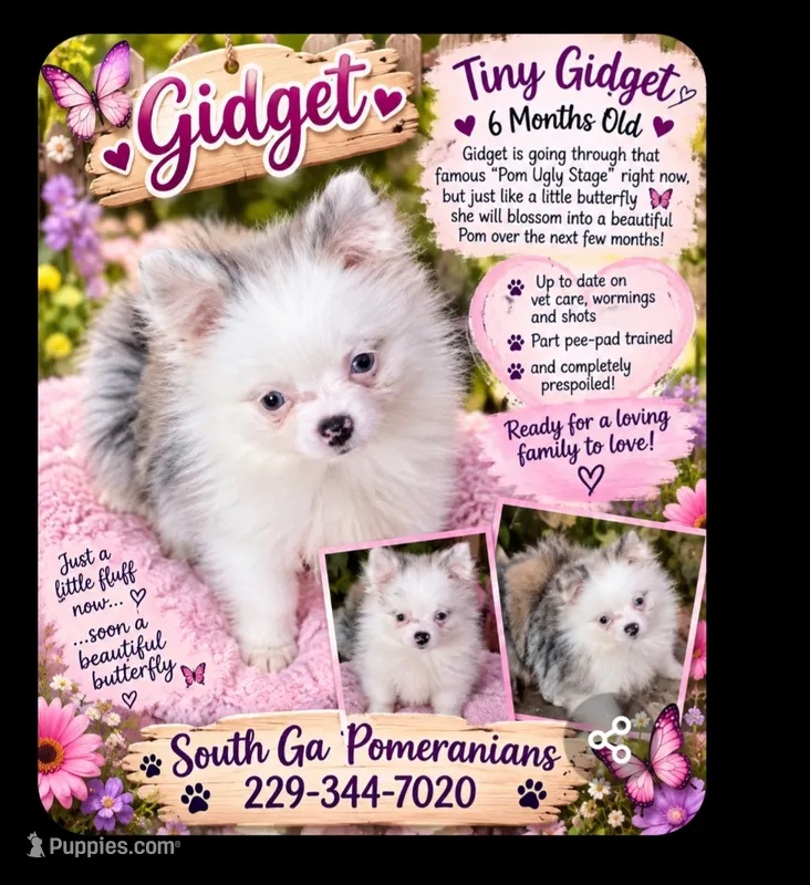 Akc Tiny Gidget – Pomeranian puppy for sale in Albany, GA