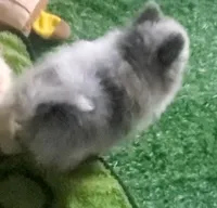 Ckc Marbel blue merle parti , a male Pomeranian for sale in Albany, GA – 2 of 3