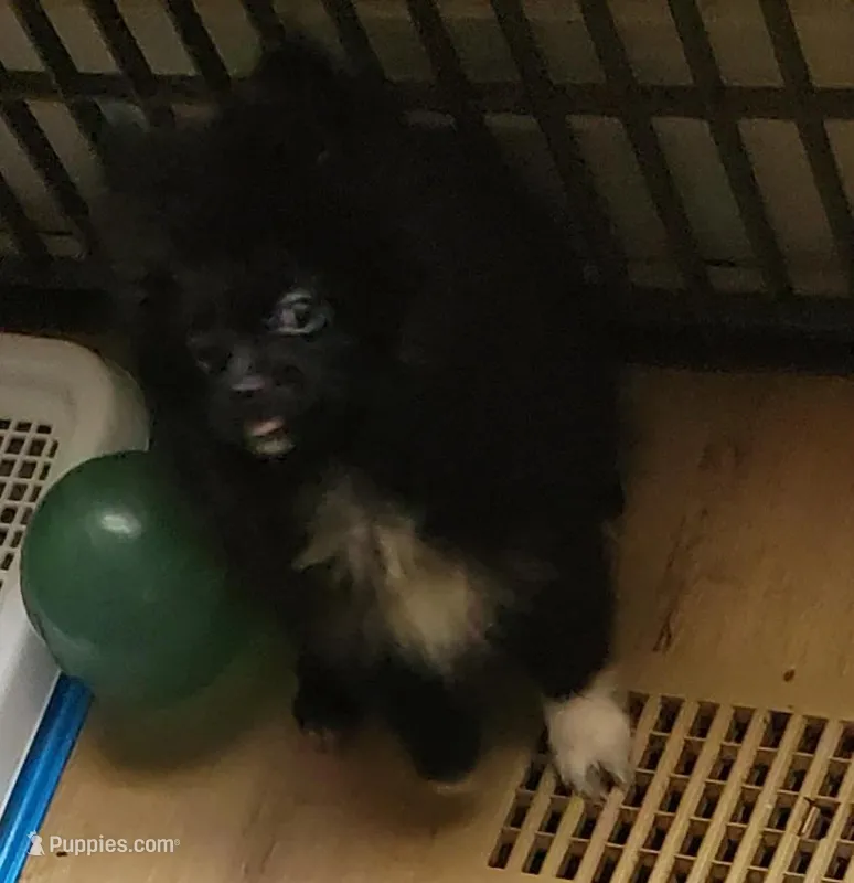 Akc Lizzy Female  – Pomeranian puppy for sale in Albany, GA