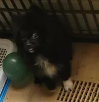 Akc Lizzy , a female Pomeranian for sale in Albany, GA – Photo 2 of 3