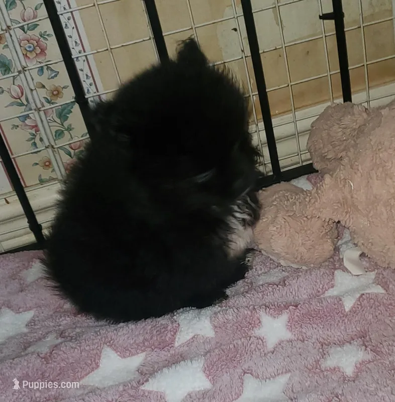 Akc Lizzy Female  – Pomeranian puppy for sale in Albany, GA