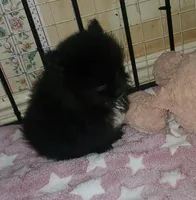 Akc Lizzy Female , a female Pomeranian for sale in Albany, GA – Photo 1 of 3