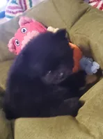 Akc Lizzy Female , a female Pomeranian for sale in Albany, GA – Photo 1 of 3