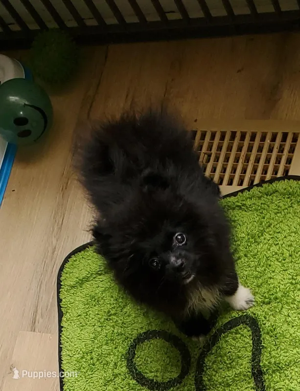 Akc Lizzy Female  – Pomeranian puppy for sale in Albany, GA