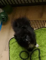 Akc Lizzy , a female Pomeranian for sale in Albany, GA – Photo 1 of 3