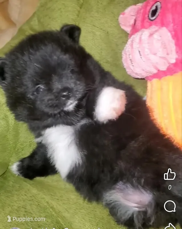 Akc Lizzy Female  – Pomeranian puppy for sale in Albany, GA
