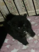 Akc Lizzy Female , a female Pomeranian for sale in Albany, GA – Photo 2 of 3