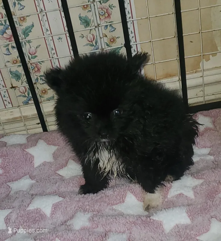 Akc Lizzy Female  – Pomeranian puppy for sale in Albany, GA