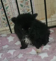 Akc Lizzy Female , a female Pomeranian for sale in Albany, GA – Photo 3 of 3