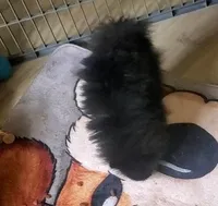 Akc Lizzy Female , a female Pomeranian for sale in Albany, GA – Photo 2 of 3