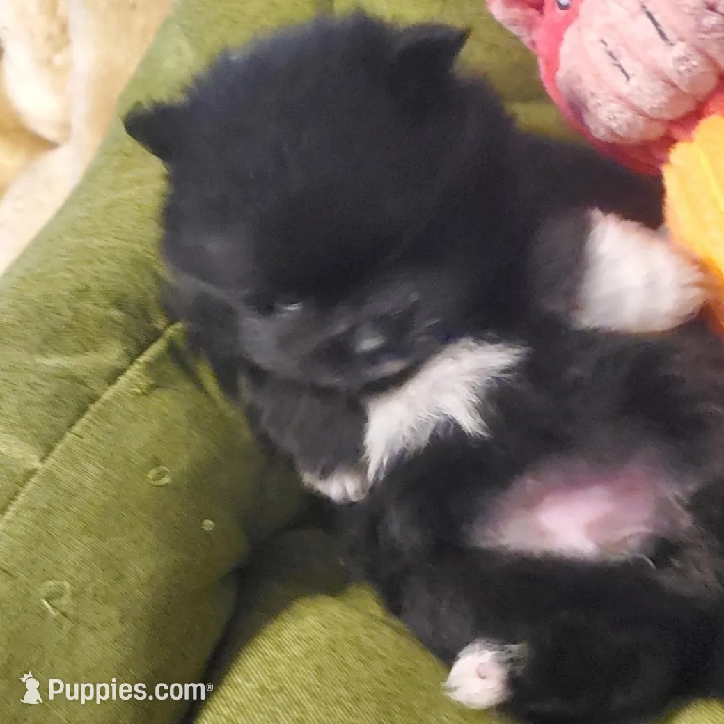 Akc Lizzy Female , a female Pomeranian for sale in Albany, GA – Photo 2 of 3