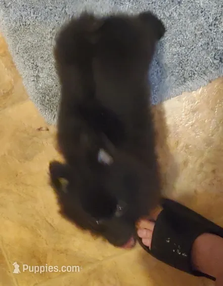 Akc Midnight  – Pomeranian puppy for sale in Albany, GA