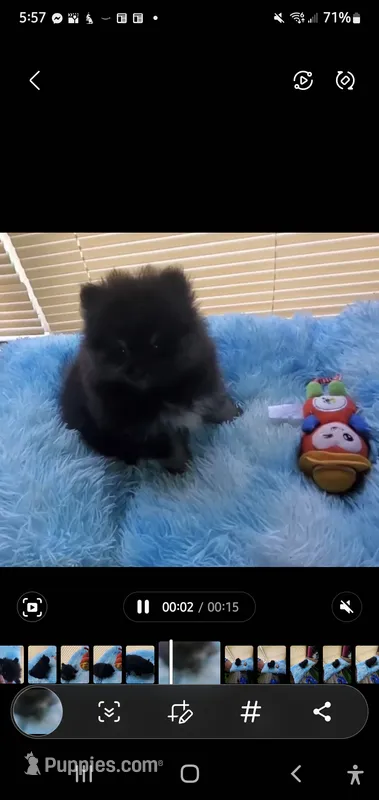 Akc Champ – Pomeranian puppy for sale in Albany, GA