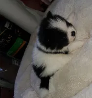 Akc Bella's Male Buzz, a male Pomeranian for sale in Albany, GA – Photo 3 of 4