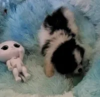 Akc Panda , a male Pomeranian for sale in Albany, GA – 4 of 4