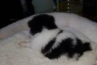 Akc Bella's Male Buzz, a male Pomeranian for sale in Albany, GA – Photo 2 of 4