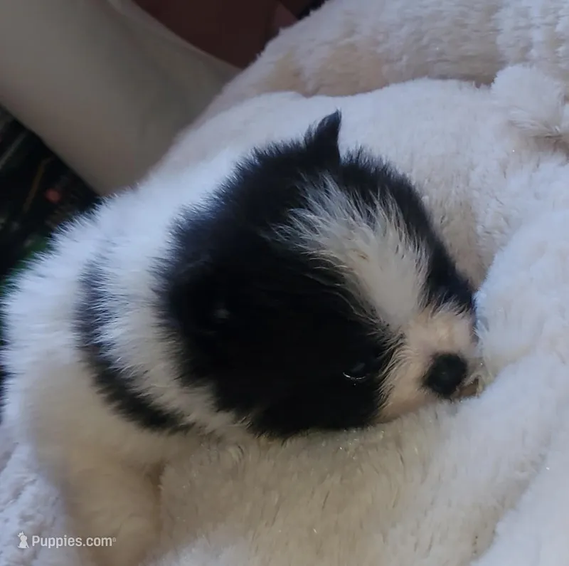 Akc Bella's Male Buzz – Pomeranian puppy for sale in Albany, GA