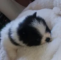 Akc Bella's Male Buzz, a male Pomeranian for sale in Albany, GA – Photo 1 of 4